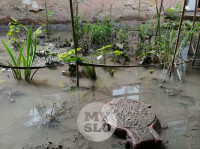 Дворы на Красноармейском проспекте затопило нечистотами, Фото: 19