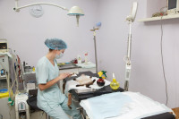 В какой ветеринарной клинике  лечить своего питомца, Фото: 6