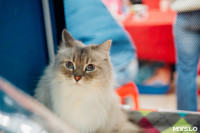 Выставка "Пряничные кошки" в ТРЦ "Макси", Фото: 55