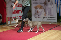 В Туле прошла выставка собак всех пород, Фото: 92