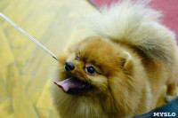 В Туле прошла Всероссийская выставка собак, Фото: 49