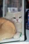 Выставка "Пряничные кошки" в ТРЦ "Макси", Фото: 99