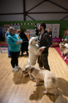 В Туле прошла выставка собак всех пород, Фото: 117