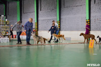 Выставка собак в Туле , Фото: 74