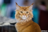 В Туле прошла выставка «Пряничные кошки» , Фото: 25