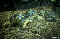 Черепахи в экзотариуме, Фото: 10