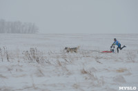 Гонки на собачьих упряжках «Большой тур» на Куликовом поле, Фото: 97
