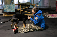 Хвостатые волонтеры: как собаки ищут пропавших живых и мертвых, Фото: 17