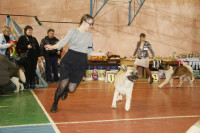 В Туле прошла всероссийская выставка собак, Фото: 13