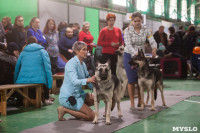 Выставка собак в Туле 24.11, Фото: 37
