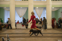 Выставка собак в Туле, Фото: 20