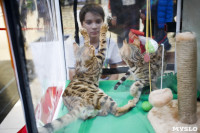 Выставка кошек в "Макси", Фото: 16