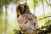 Фотографии дикой природы Даниила Маликова., Фото: 10