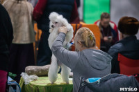 Выставка собак в Туле, Фото: 33