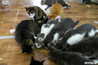 Кошки из адской квартиры, Фото: 36