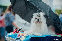 Всероссийская выставка собак в Туле, Фото: 7