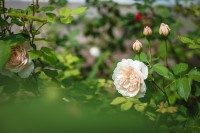 В яснополянской теплице высадили исторические розы, Фото: 11