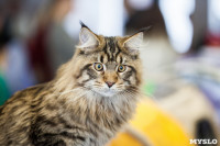 В Туле прошла выставка «Пряничные кошки» , Фото: 16