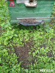Гибель пчел в Щекинском районе, Фото: 5