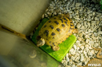 Черепахи в экзотариуме, Фото: 13