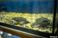 Черепахи в экзотариуме, Фото: 1