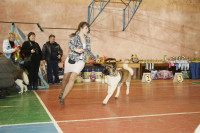 В Туле прошла всероссийская выставка собак, Фото: 14