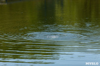 В пруду Центрального парка работали водолазы, Фото: 10