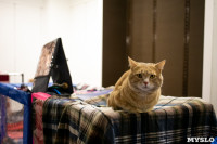 Пряничные кошки, Фото: 55