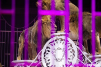 Шоу фонтанов «13 месяцев»: успей увидеть уникальную программу в Тульском цирке, Фото: 198