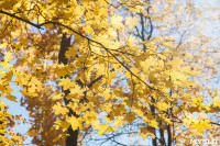 Золотая осень в Ясной Поляне, Фото: 21