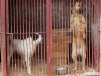 Приют для животных в поселке Сергиевский, Фото: 8