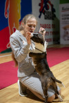В Туле прошла выставка собак всех пород, Фото: 82