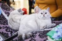Выставка кошек в "Макси", Фото: 18