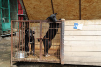 Истории питомцев тульского приюта «Любимец»– в международный день собак, Фото: 3