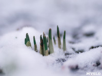 Весна идет: в Туле появились бутоны крокусов, а в снегу уже видна зелень!, Фото: 8
