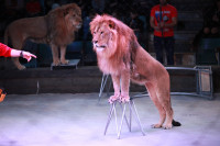 Новая программа в Тульском цирке «Нильские львы». 12 марта 2014, Фото: 23