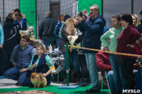 Выставка собак в Туле, Фото: 37