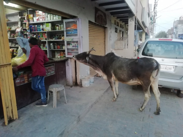 Индийская корова пришла в магазин:) 