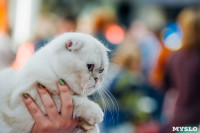 Выставка кошек "Конфетти", Фото: 23