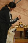 В Туле прошла всероссийская выставка собак, Фото: 33