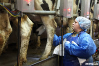 Конкурс профессионального мастерства среди операторов машинного доения коров, Фото: 39