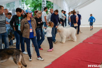 выставка собака, Фото: 84