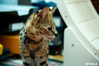 Бэби-леопард дома: зачем туляки заводят диких сервалов	, Фото: 7