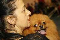 В Туле прошла всероссийская выставка собак, Фото: 28