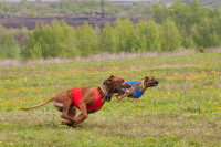 В Туле состоялись собачьи бега, Фото: 36