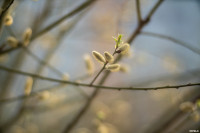 Аномальное цветение апреля: в Туле уже распустилась черемуха, Фото: 34