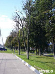 «Сушняк-2019 Тула». Городской хит-парад засохших деревьев, Фото: 246
