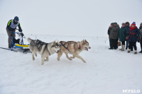 Праздник северных собак на Куликовом поле , Фото: 87
