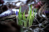 Весна идет!, Фото: 24