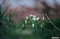 Подснежники в феврале: весна идет!, Фото: 9